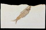 Fossil Fish (Knightia) - Wyoming #109980-1